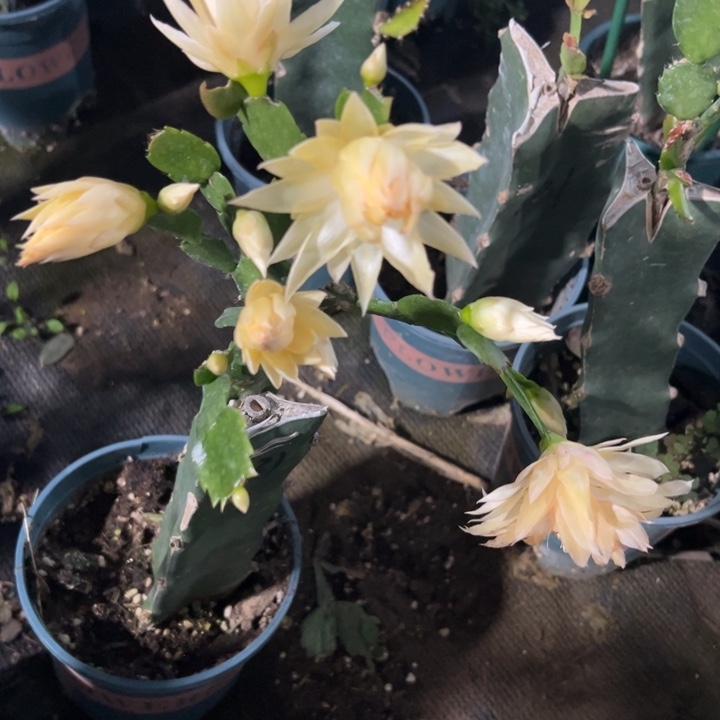 庄***68号031黄色重瓣6666