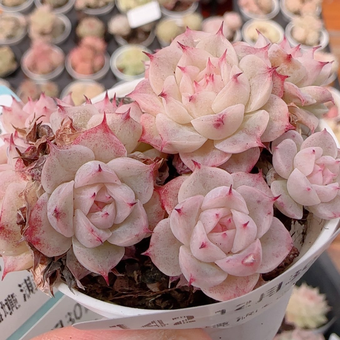 花语多肉1230-142魔仙散