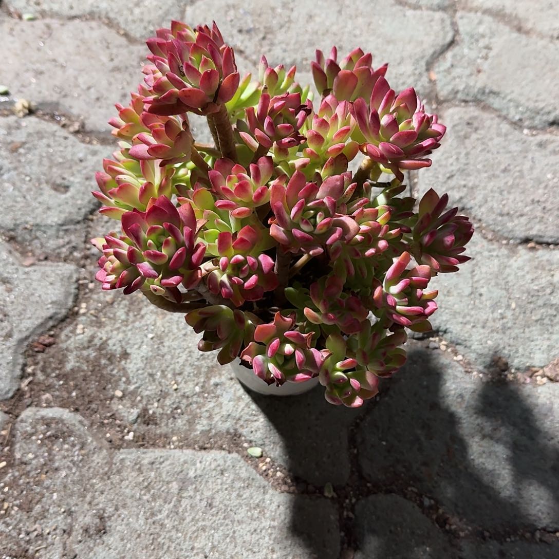 红智莲多肉植物精品