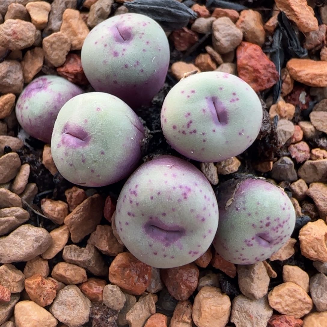 多肉植物91号链接