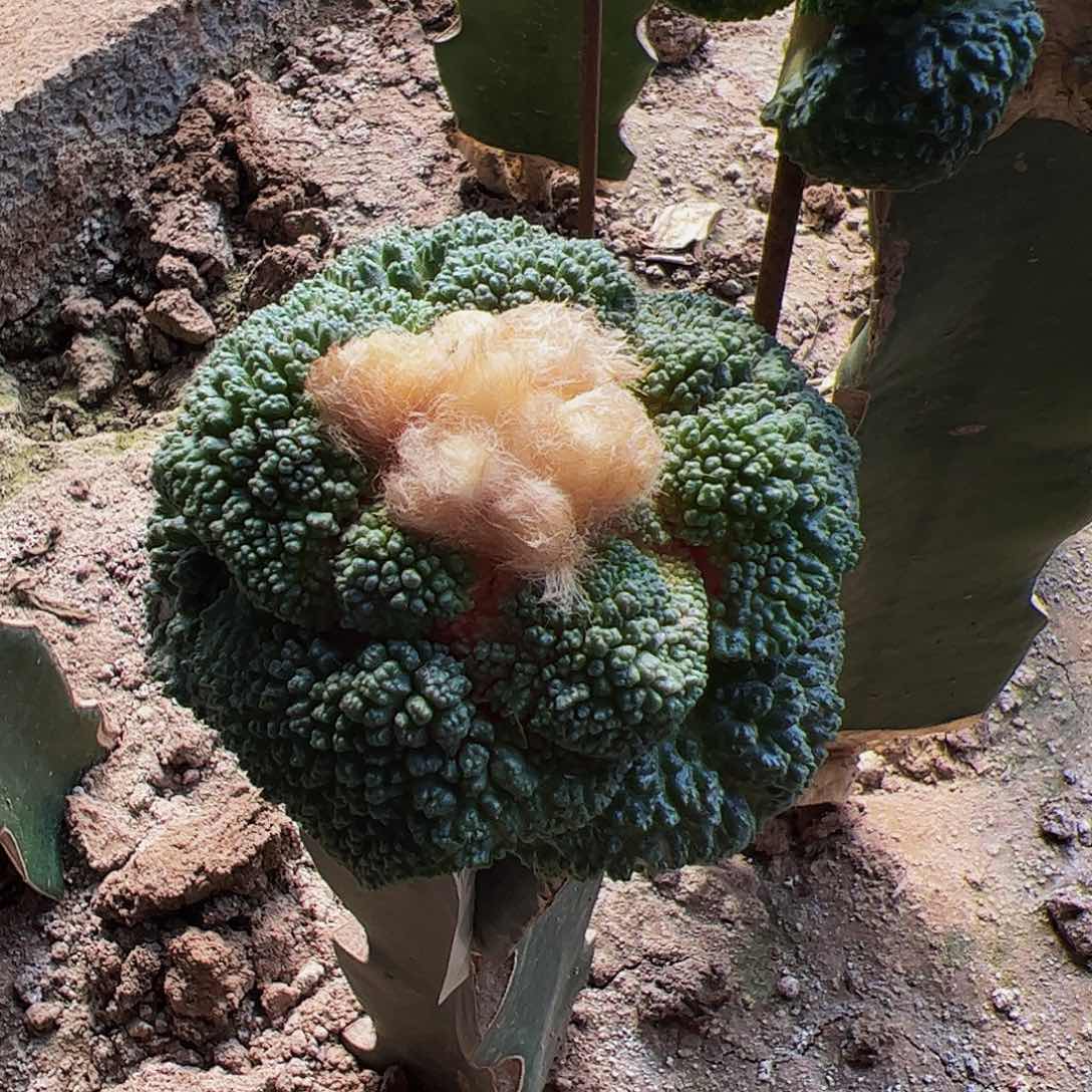 密友哥斯拉牡丹766