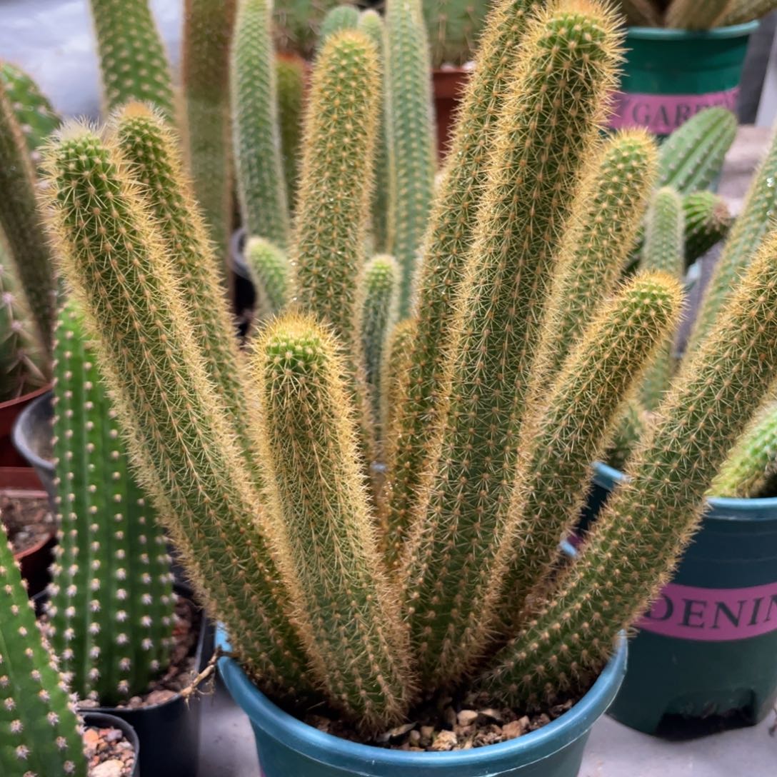 群生新品金妞摩尔紫一杯