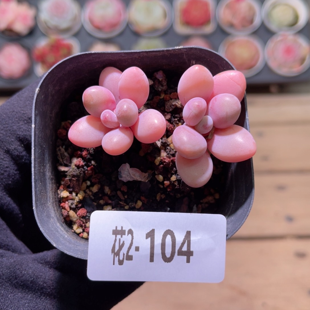 红陶花利美2-104桃蛋双头