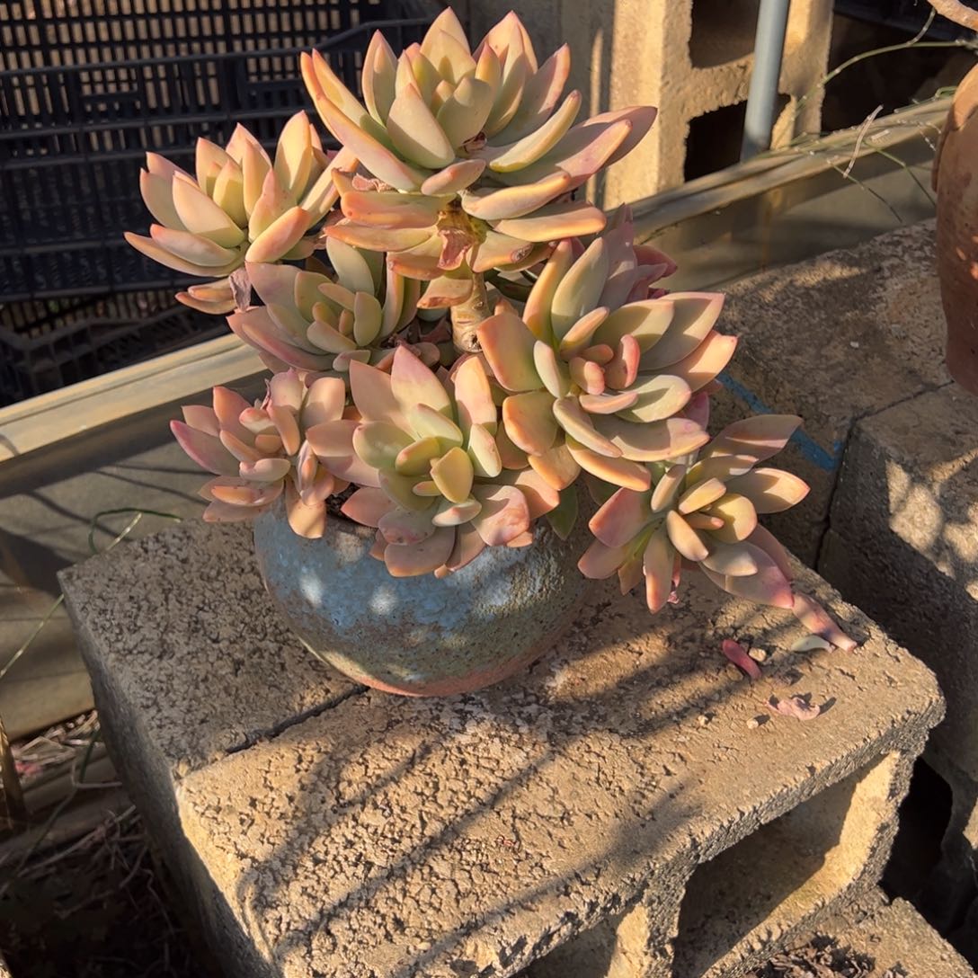 露养老桩脱土裸根芒果美人