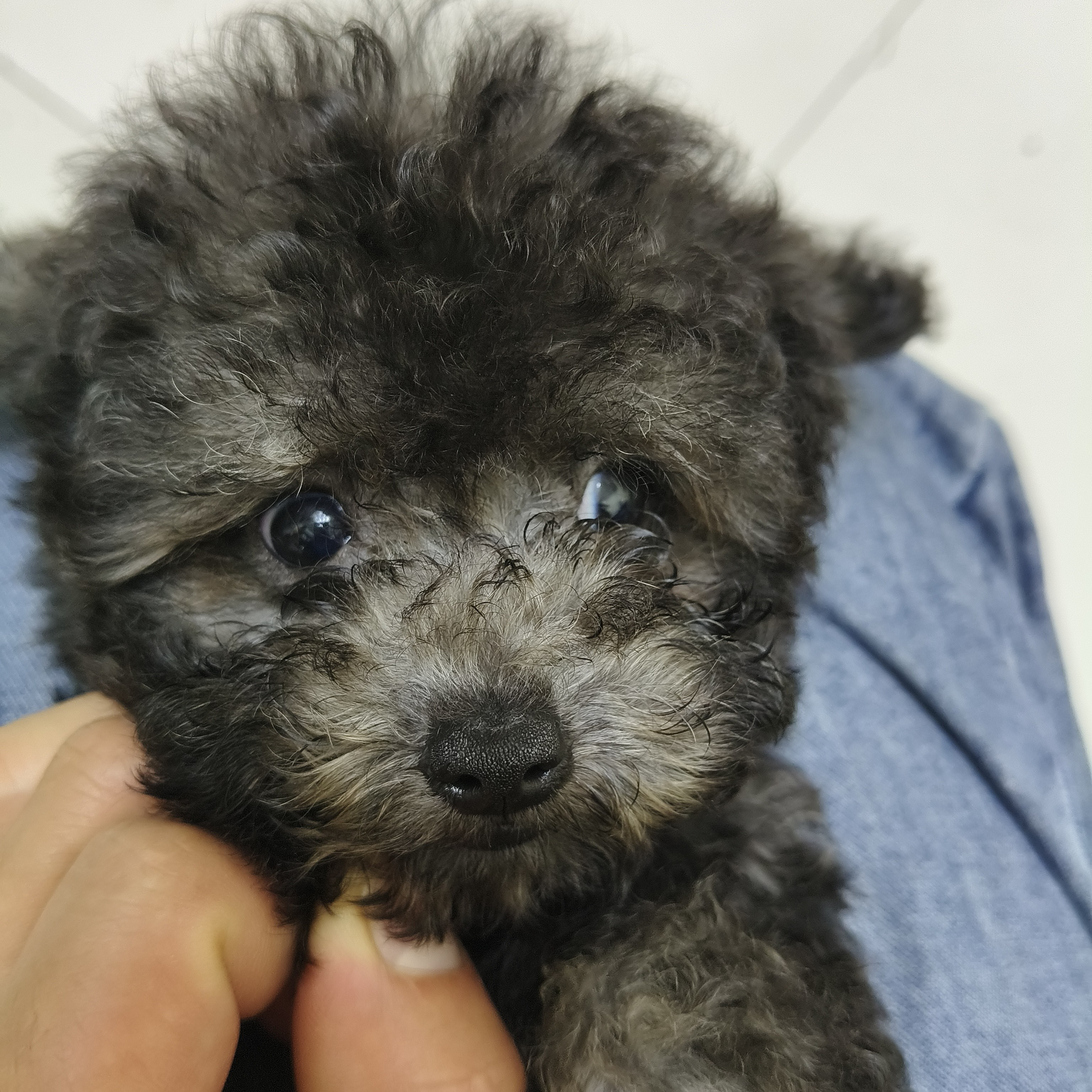 精品小体灰泰迪宠物狗狗家庭犬