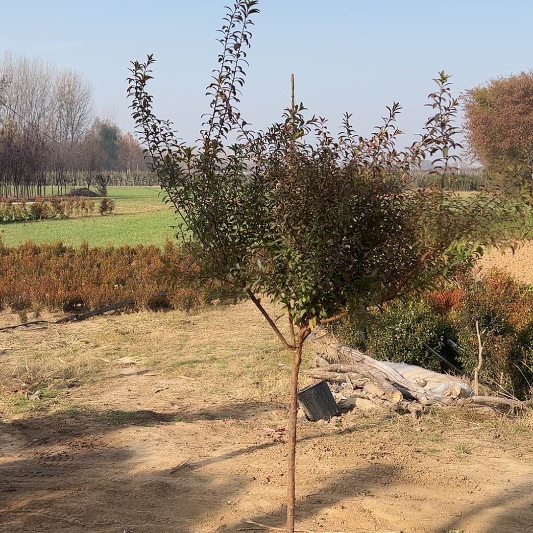 完全开放喷雪花雪柳雪柳