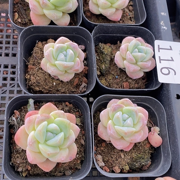 116 多肉植物盆栽花卉植物