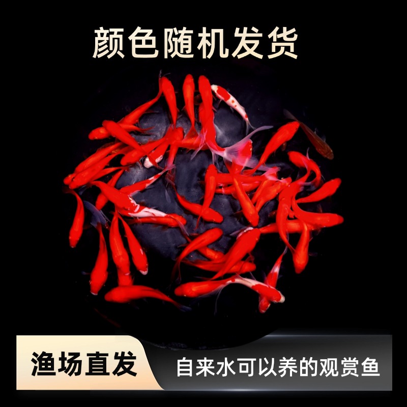 福利35条好养耐活的冷水观赏草金鱼适合家庭饲养精品金鱼观赏鱼