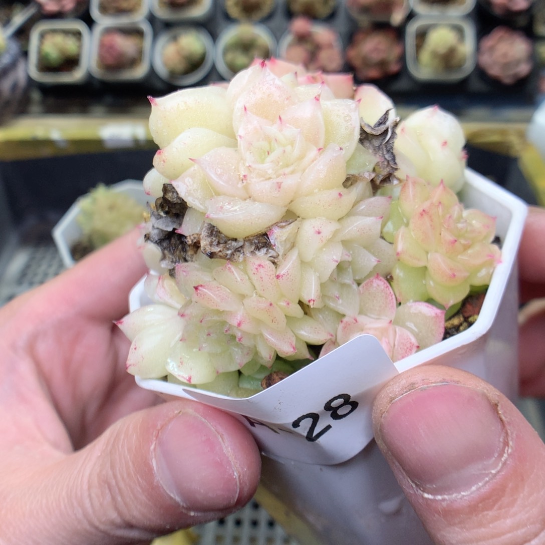 A28y y y y y y y y y y