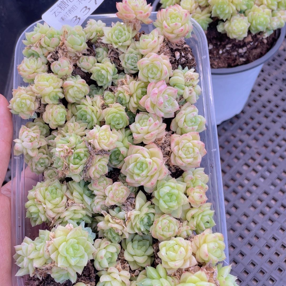 云糖心多肉植物337