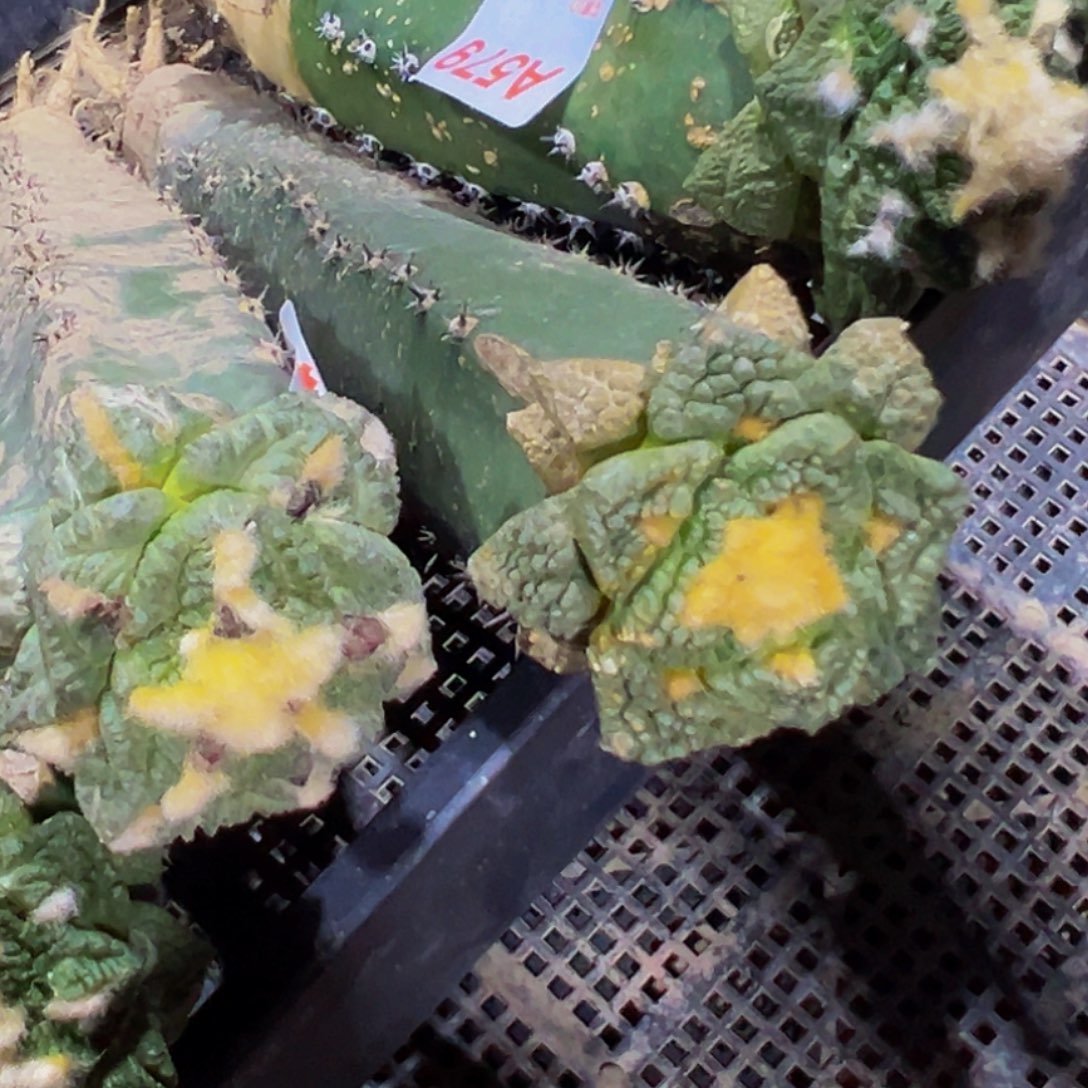 无花朵福利龟甲牡丹579