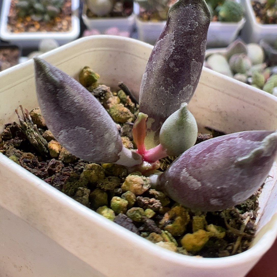 艺伎海豹多肉植物水泡多肉植物