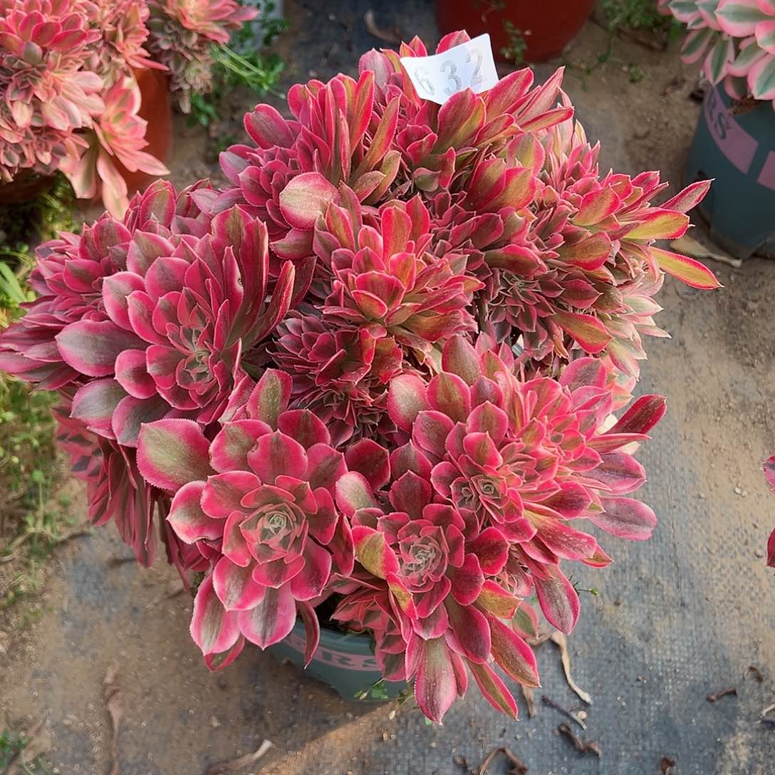 紫砂茶宠粉女巫缀化老桩632号