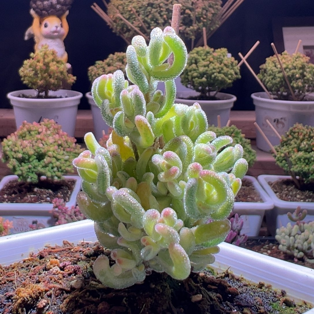 152钻石黄一物一拍包开箱
