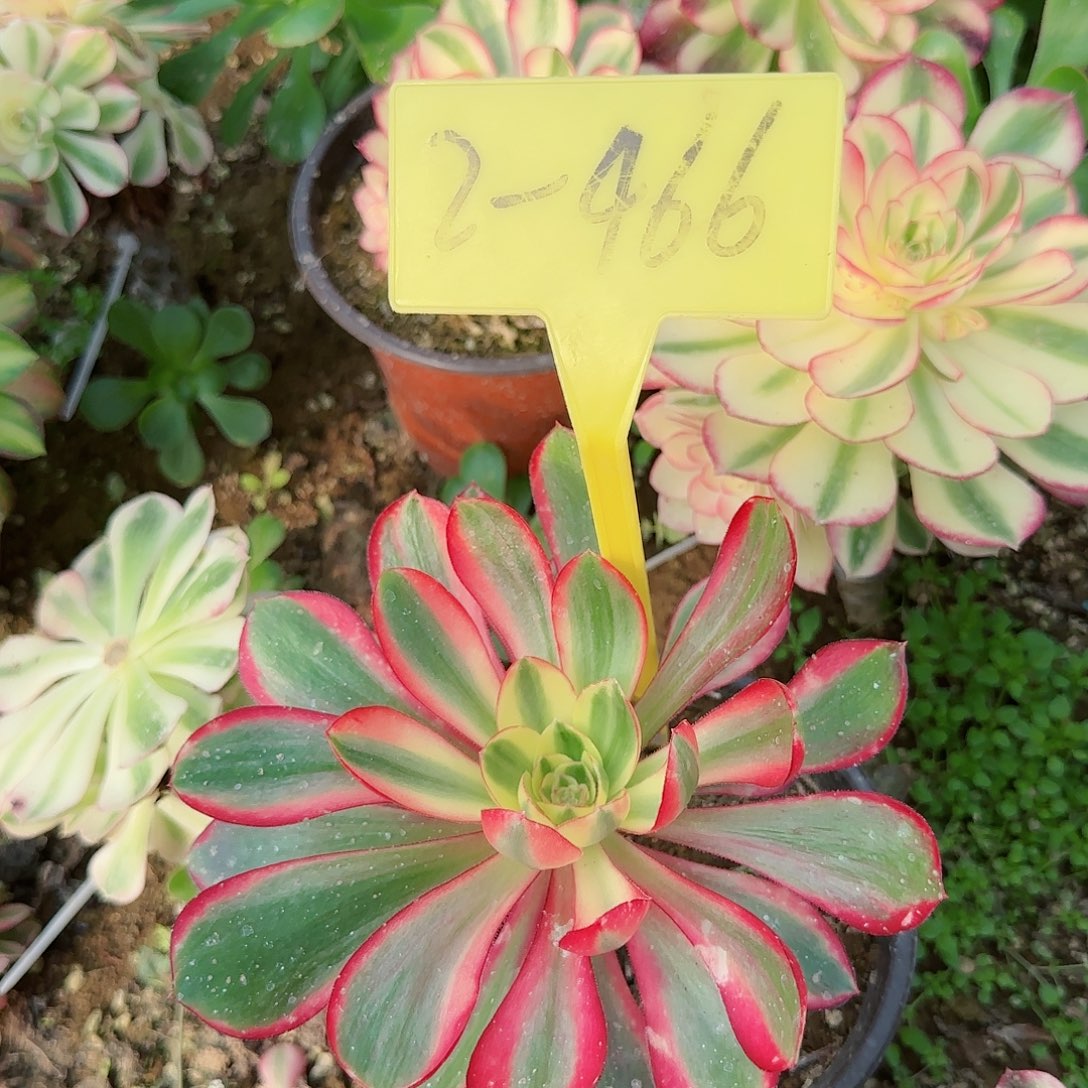 2-466--+多头多肉植物