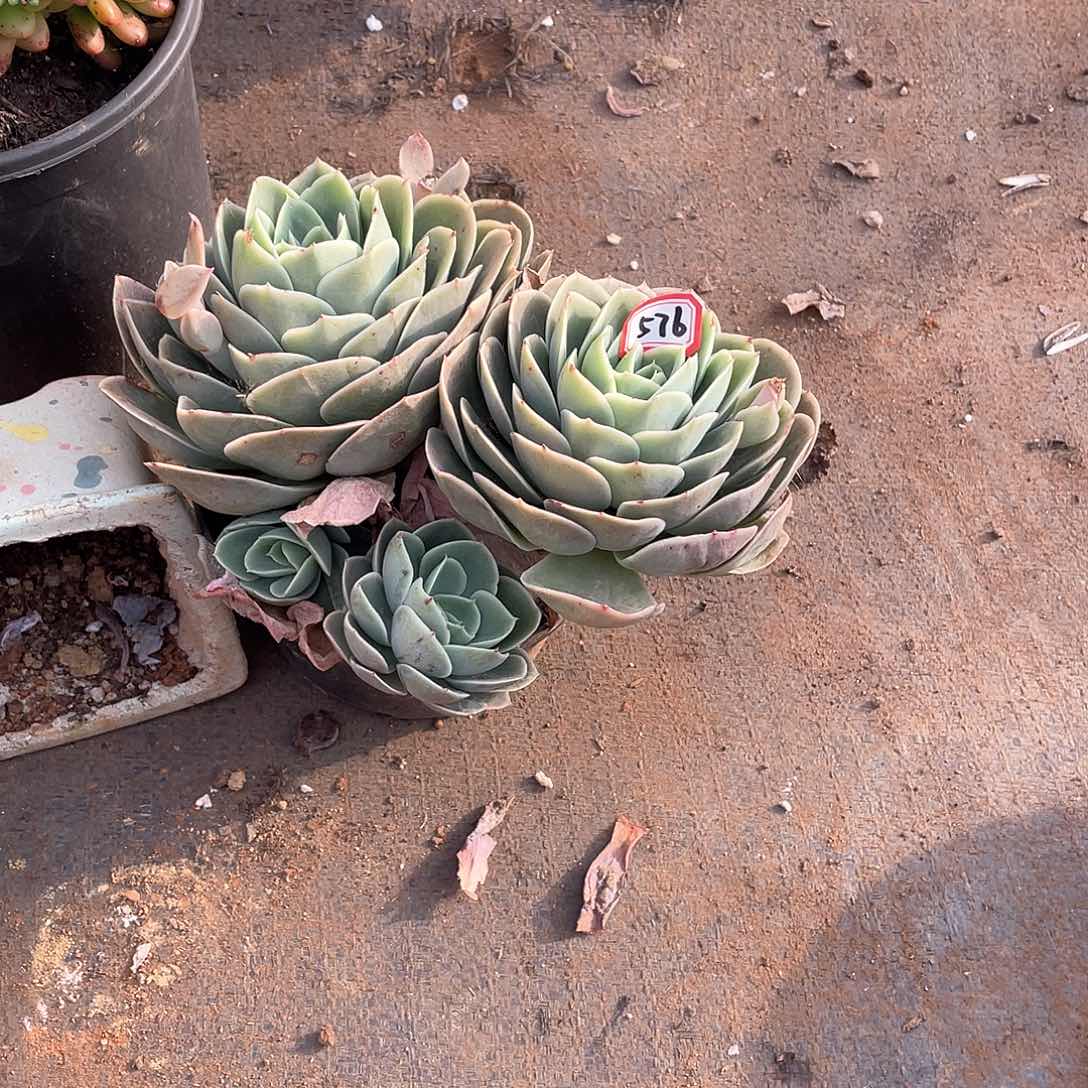 576星娜塔 一物一拍多肉