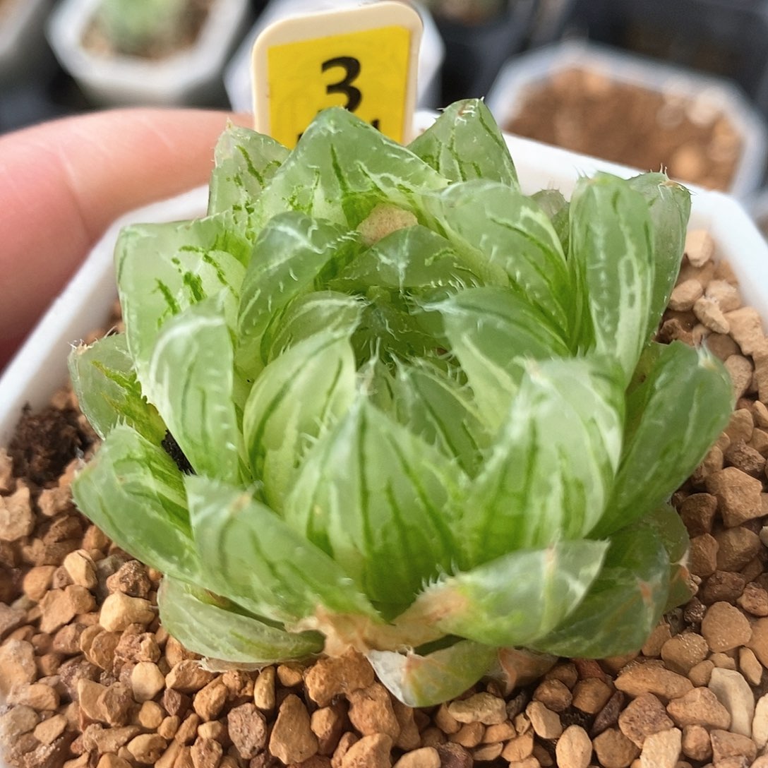 红陶3号樱水晶锦一物一拍