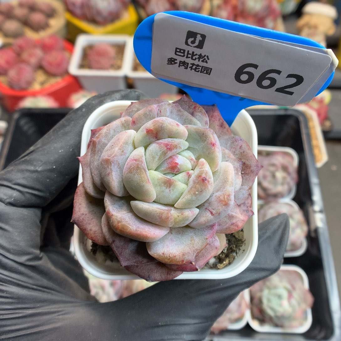 662 糖心石化多肉
