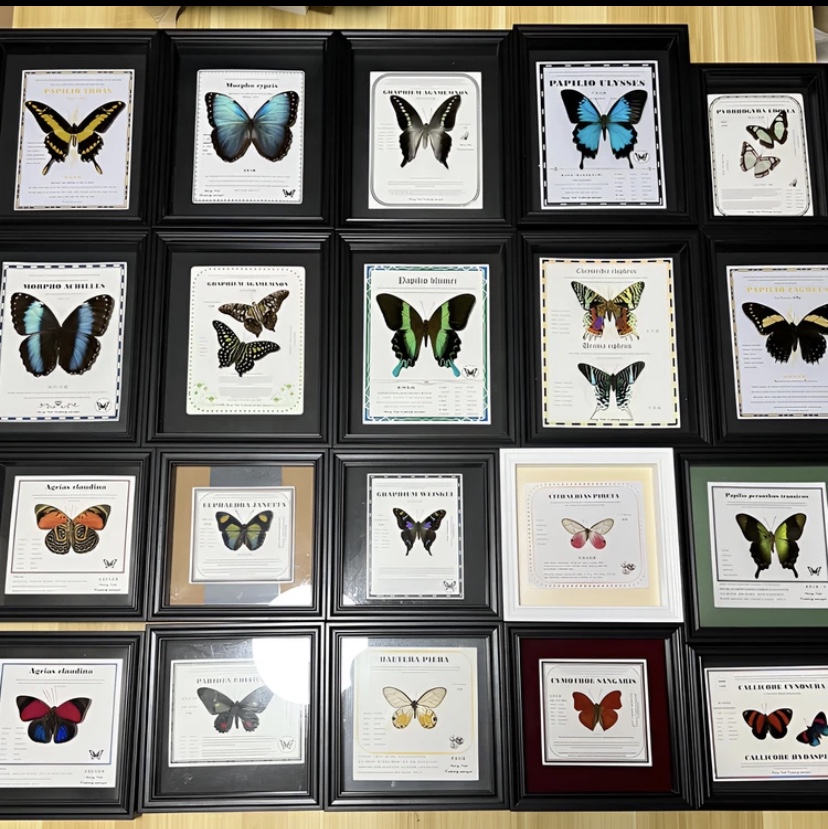 真实蝴蝶标本相框艺术（精品99）