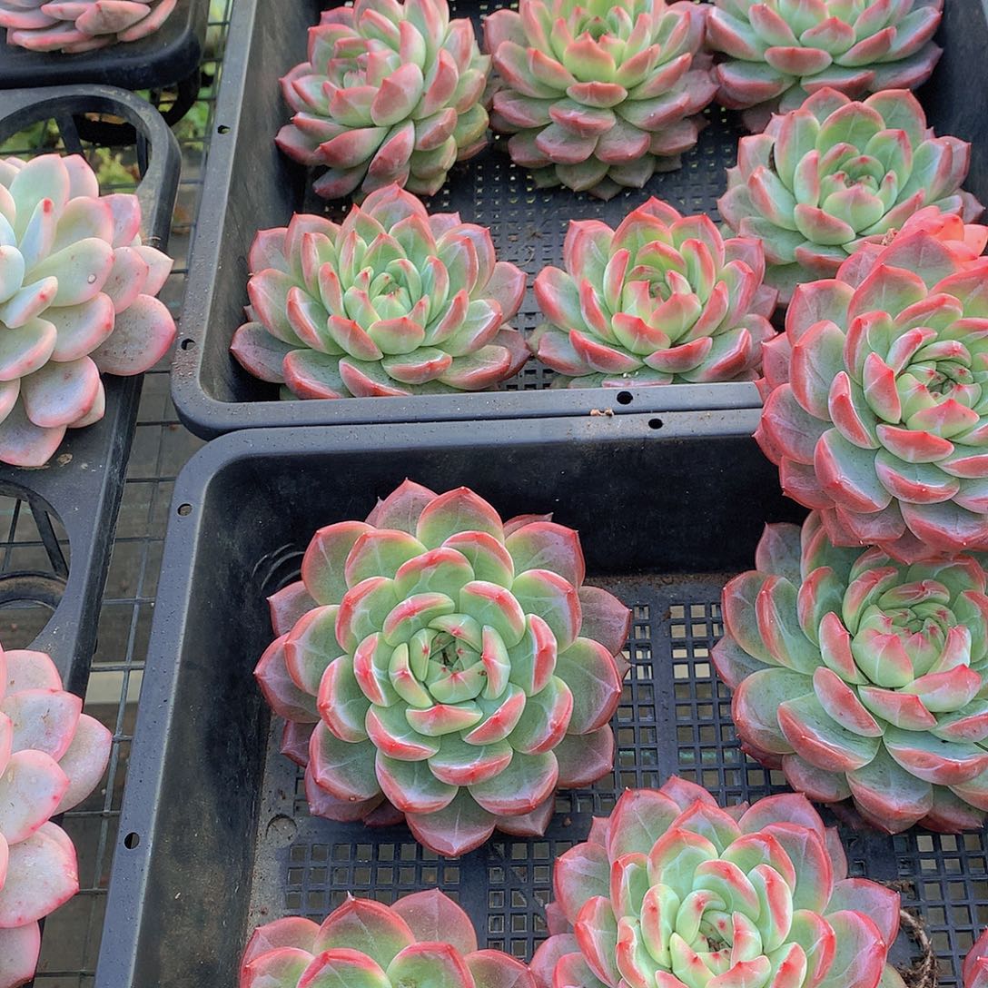 大号红鸾4567899000000