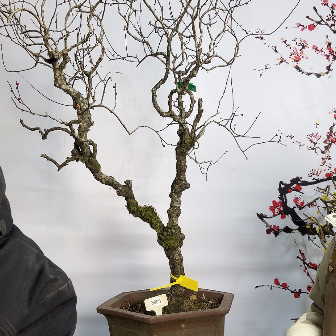 子***鱼完全开放梅花落在了我的心上我