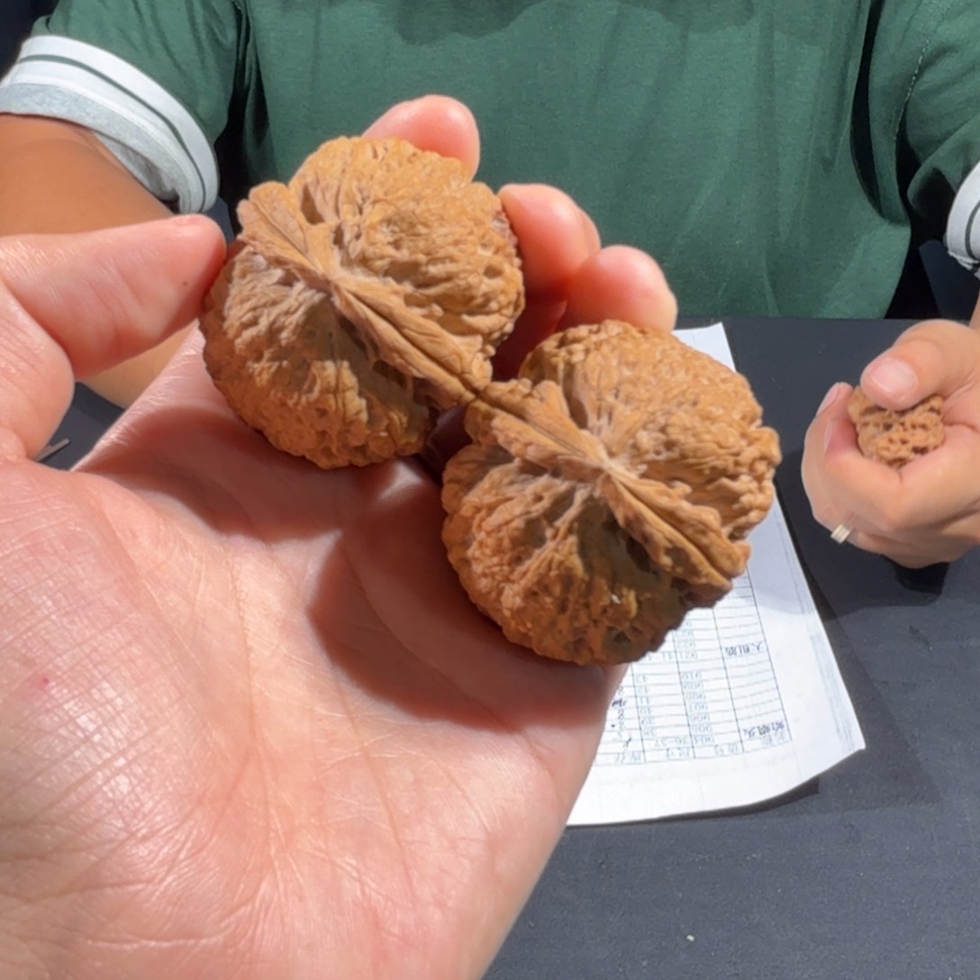 文玩核桃把件320号粗筋霸王