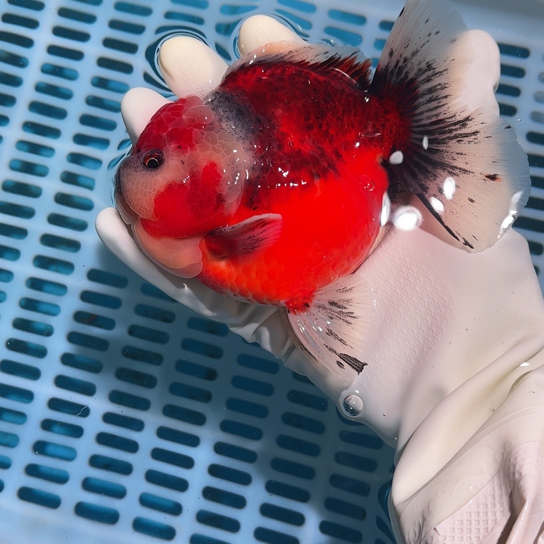 金鱼金鱼2455545478