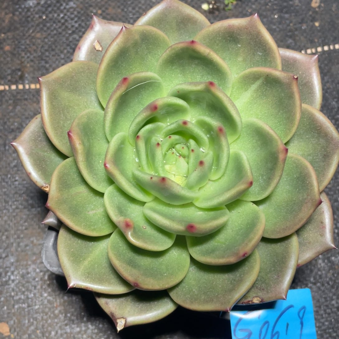 多肉植物多肉植物0619