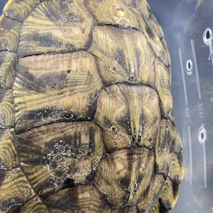 巴西彩龟母66666666