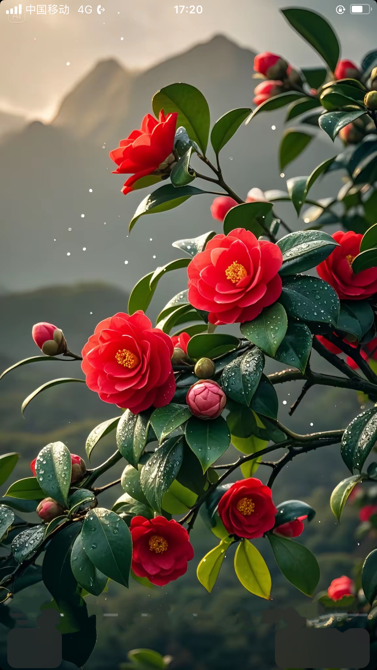 山茶花大红赤丹多型耐寒室内室外盆栽地栽好养易活