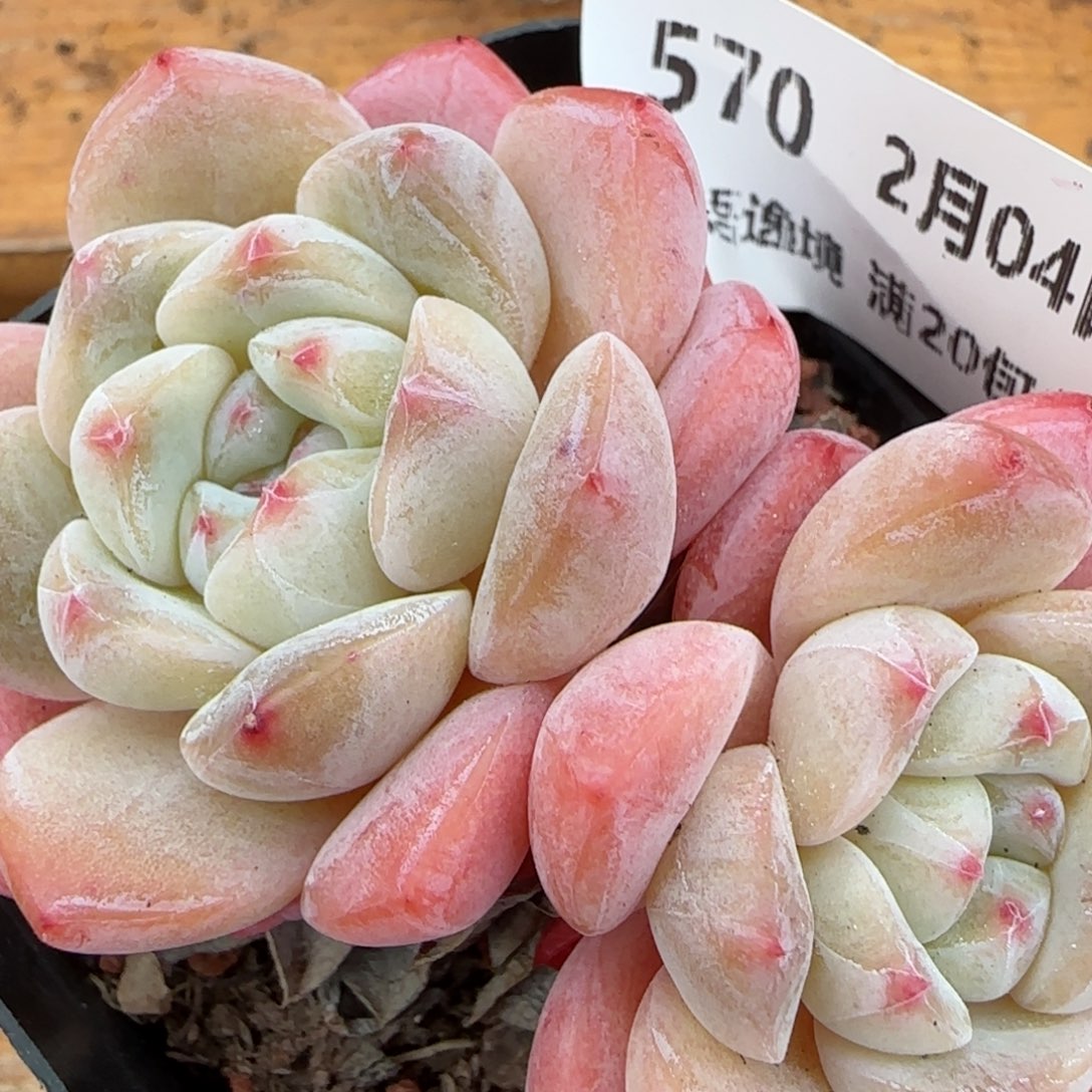 花语逸镜0204-570