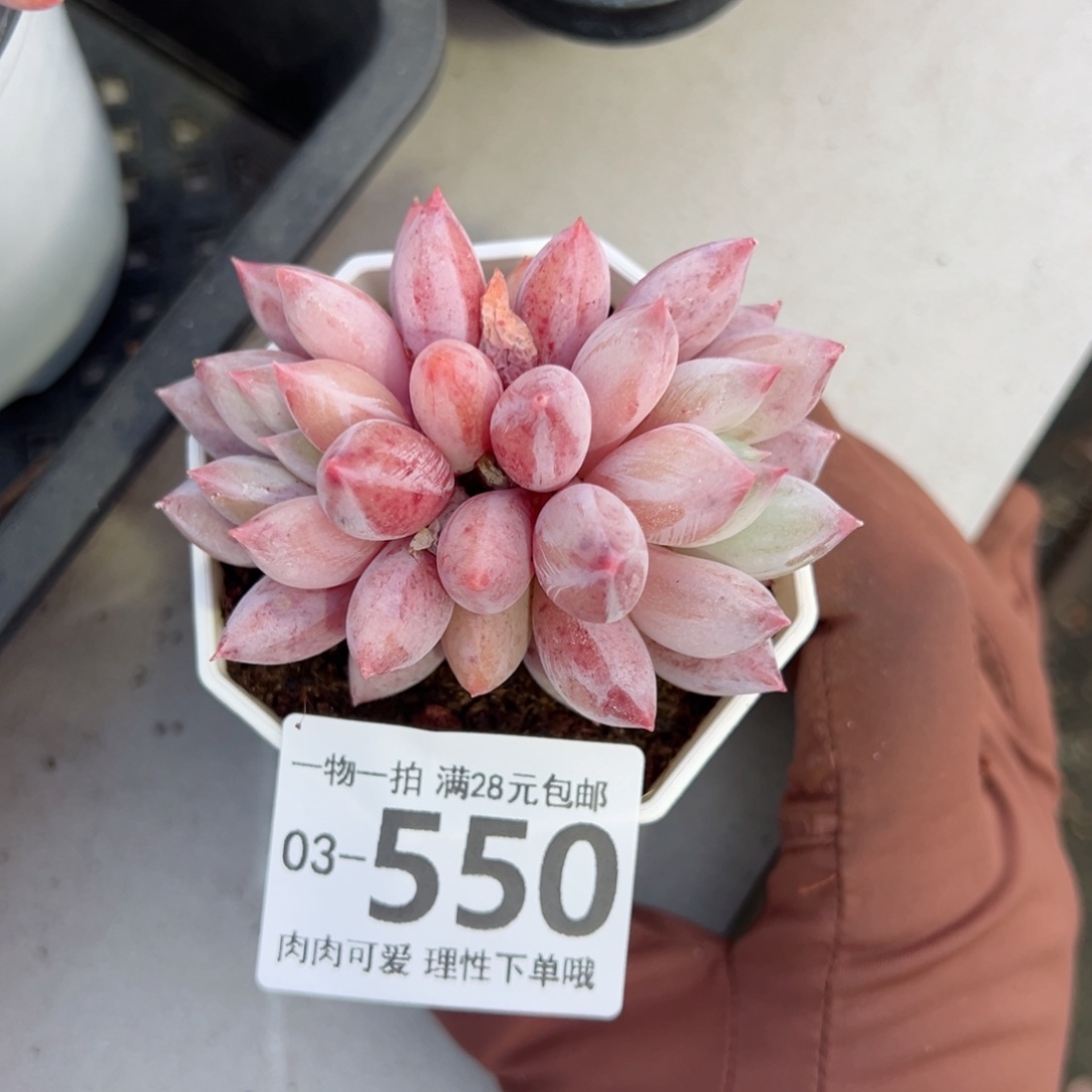 所罗门多肉多肉多肉多肉