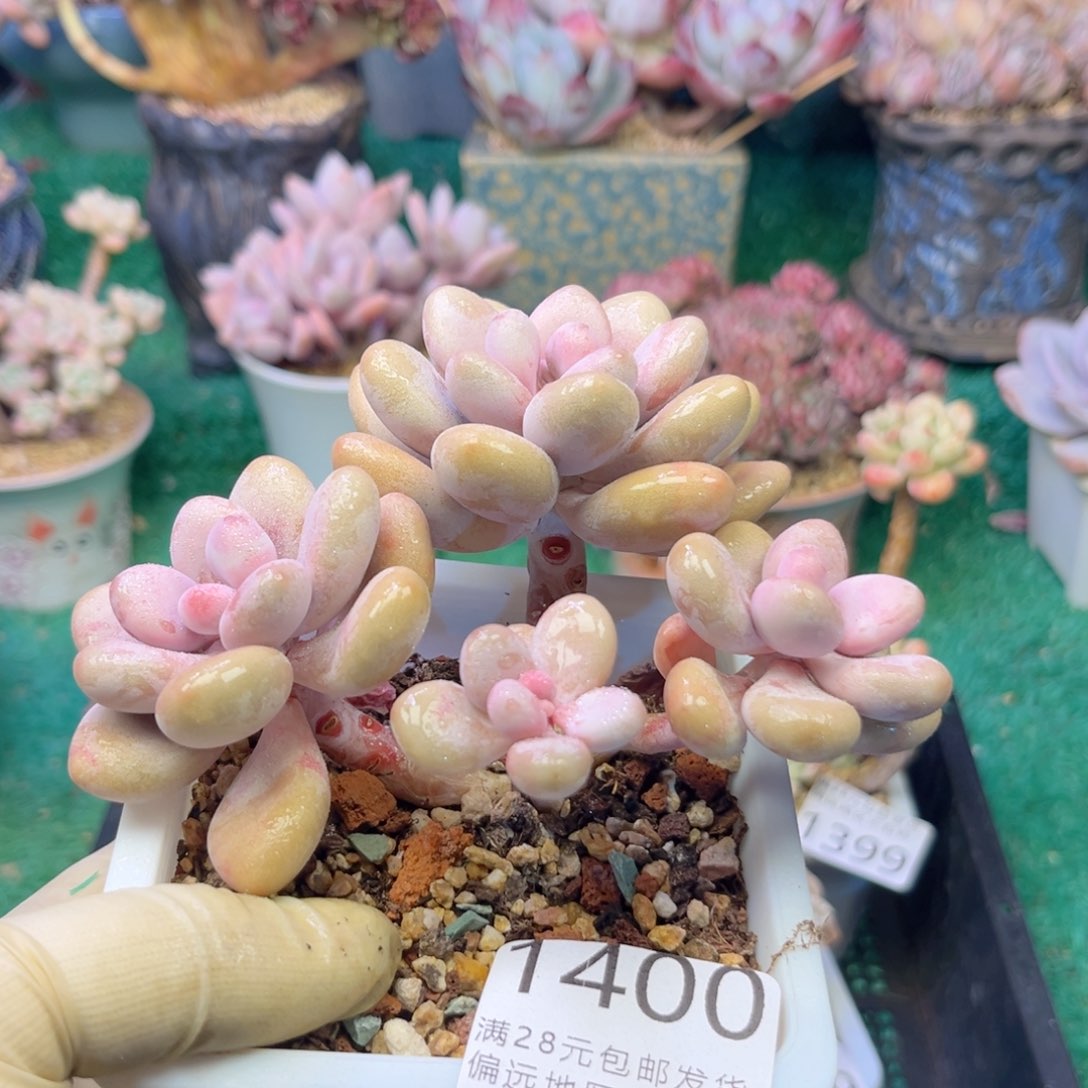 大1400、nv vv v b b