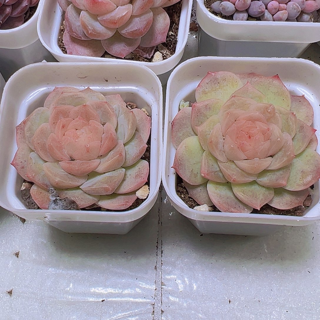 冰心泡影19包邮多肉植物