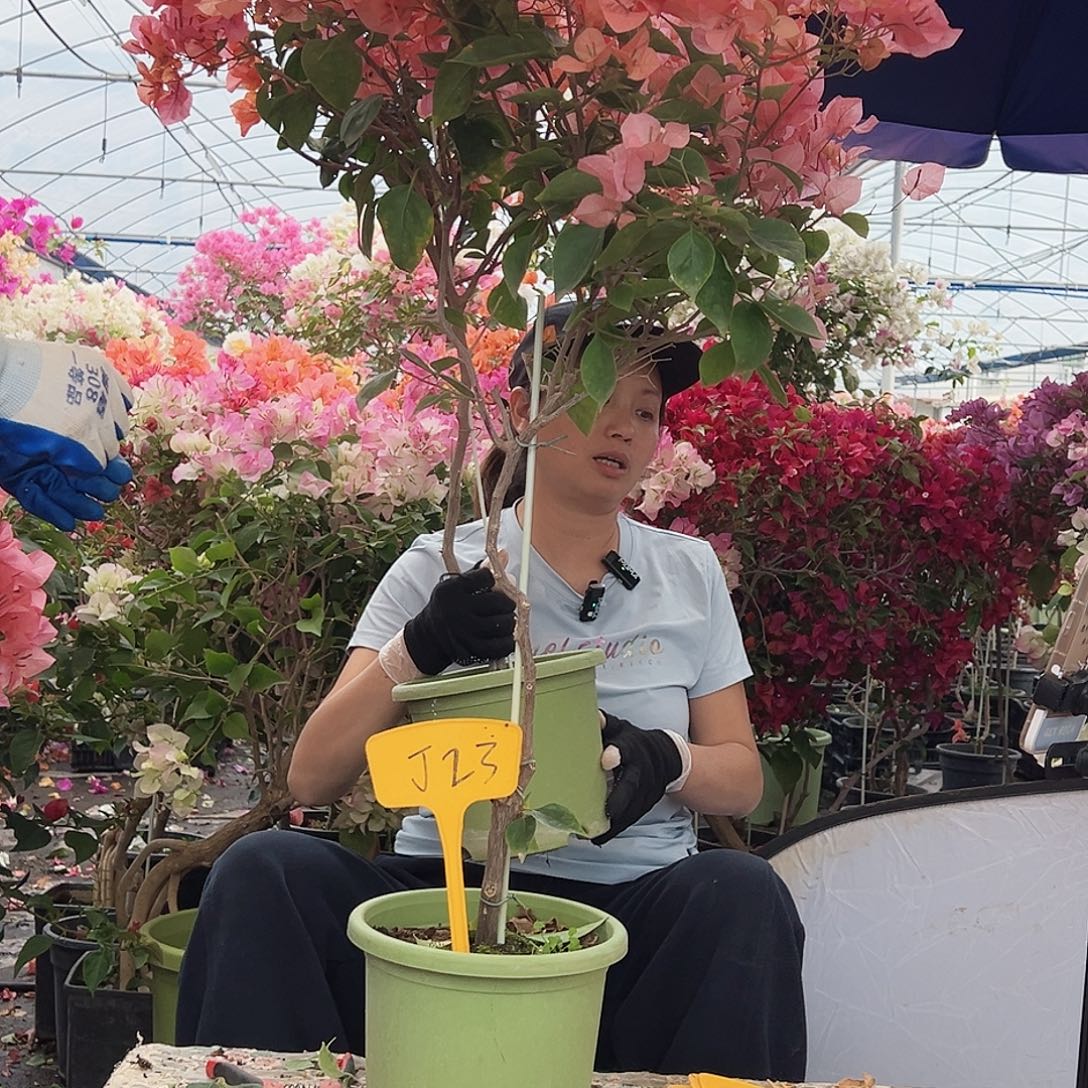 别****大部分花苞少量开放J23波妹