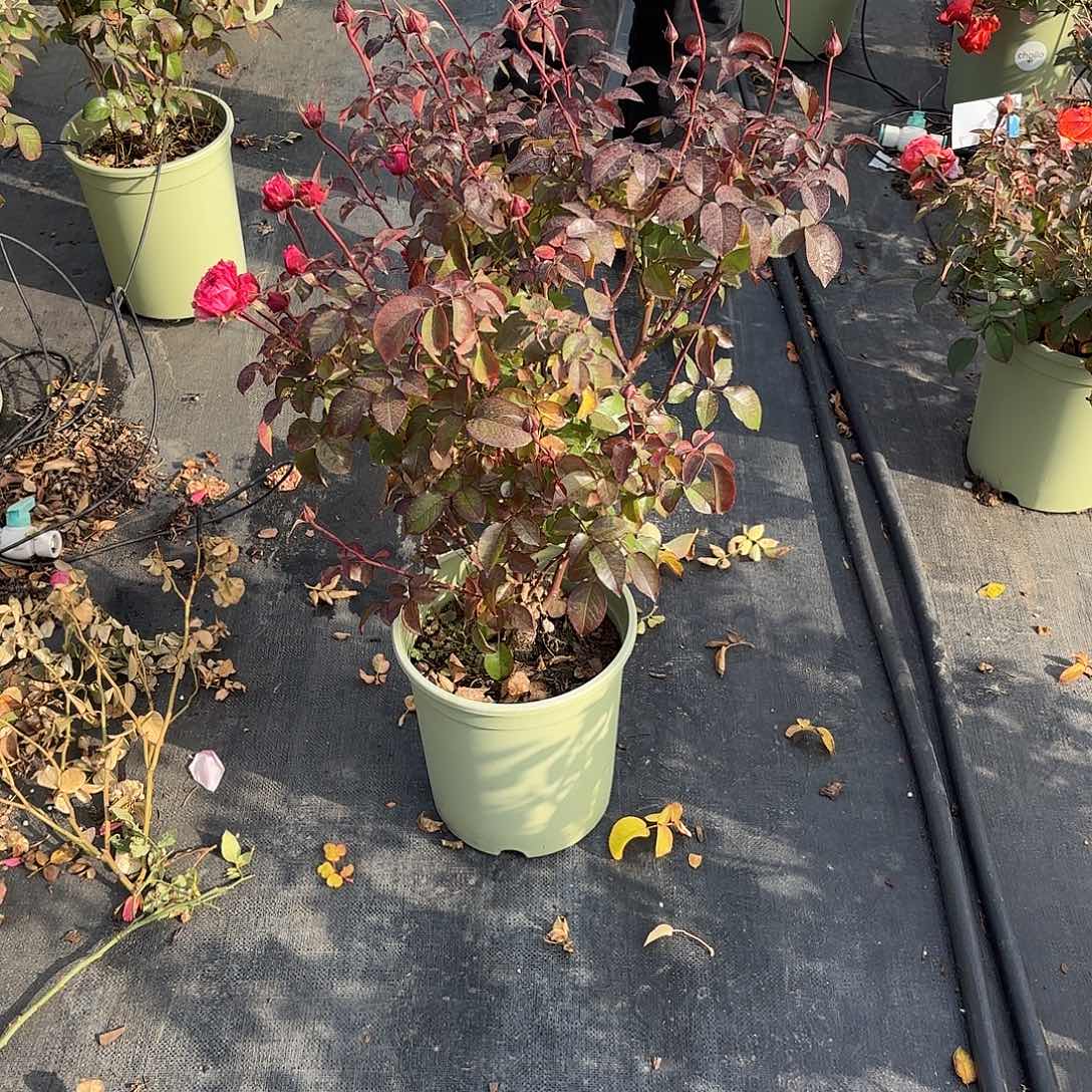 Q***皇维多利亚之吻3加仑根接苗