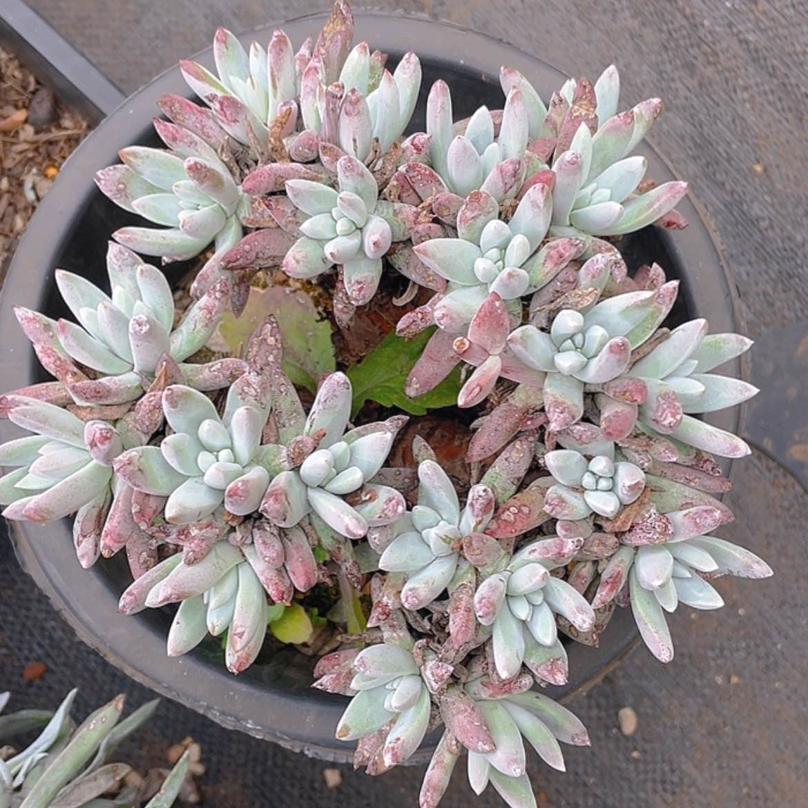 【闪购商品】精控棒白姆