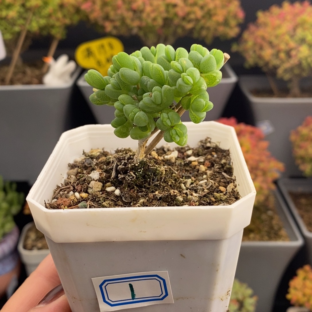 完全开放1号无花朵元宝（7cm）