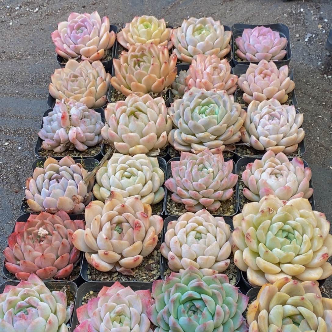 329得一开始就是一种