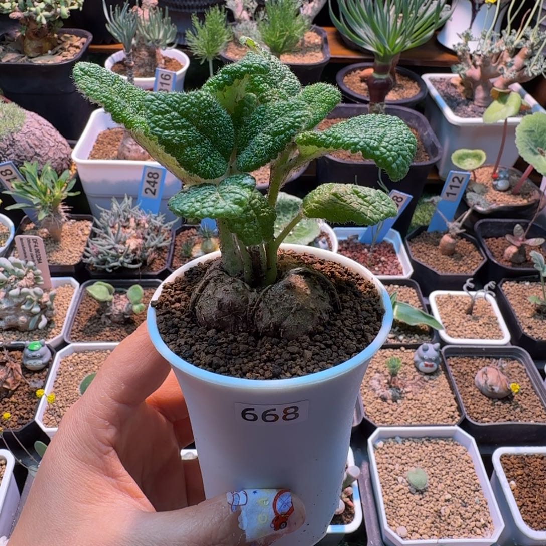 断涯王子668 仙人球