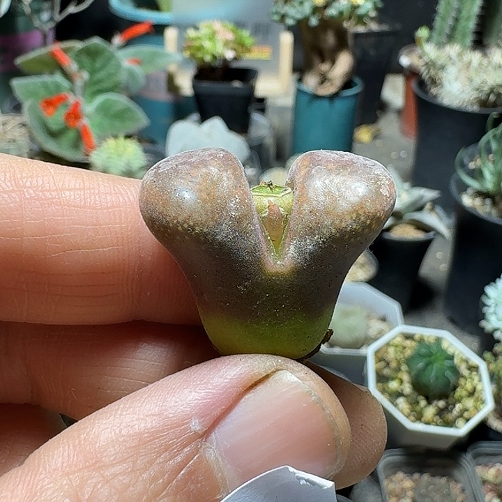 803风铃脱土发货实生