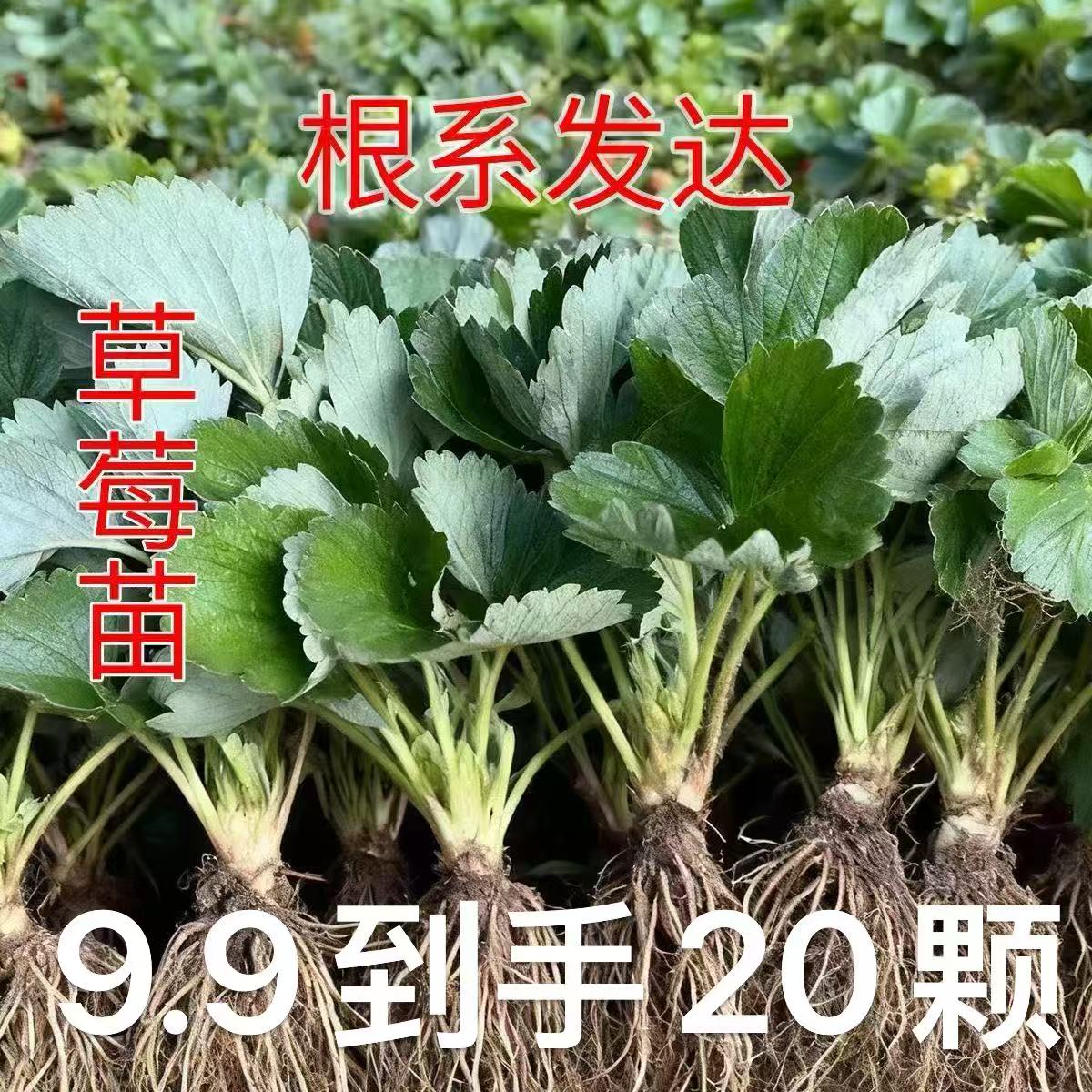 【20棵裸根】草莓苗久香红颜阳台庭院盆栽四季结果苗