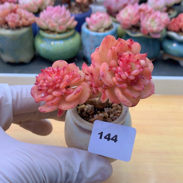 一物一拍满38包邮 144