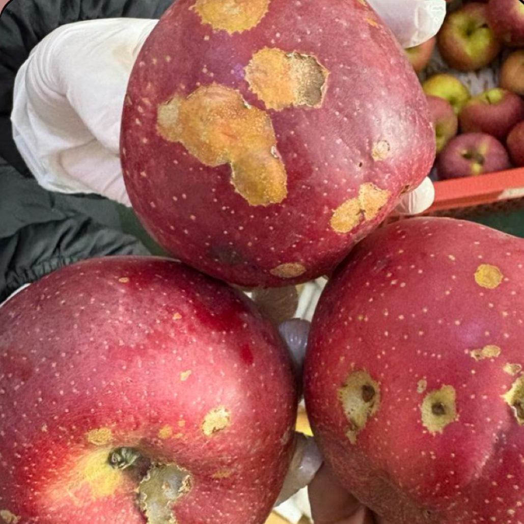 65-90小时候受了伤冰雹（瑕疵）果大小混合装包邮丑苹果