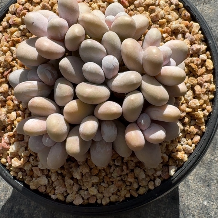 多肉植物蛋黄奶群