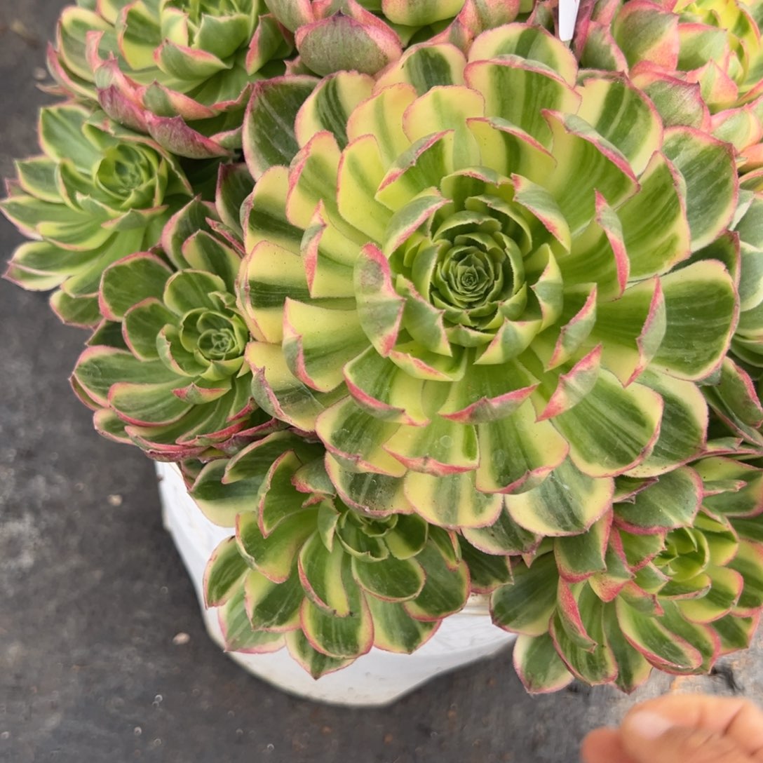 216彩灯多肉多肉多肉多肉