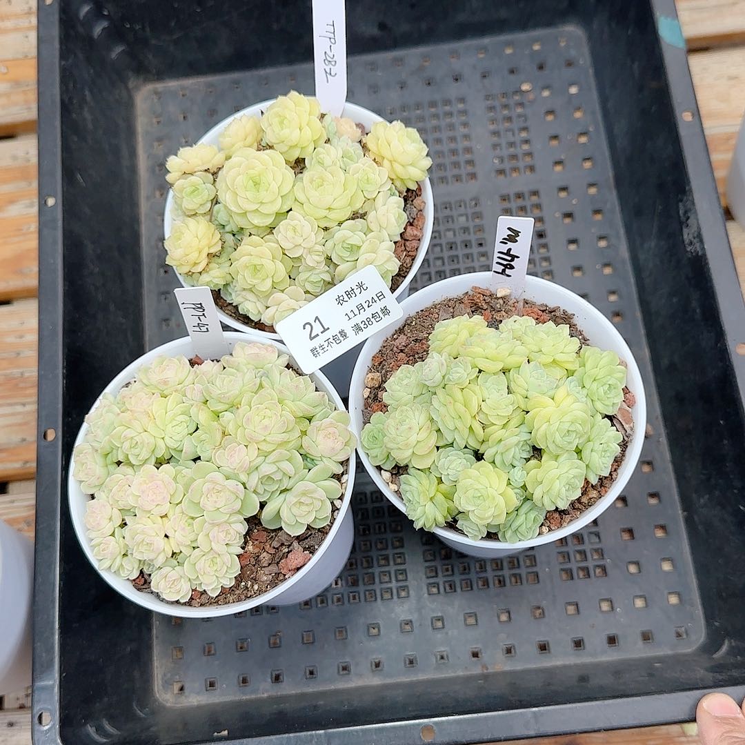 A***c1124-21（TTP-28-2/m1-179-1/PPT-47）