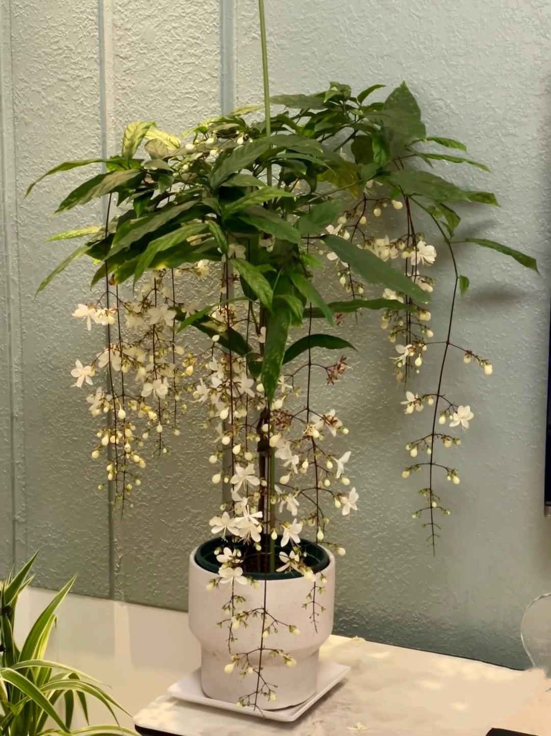 【即将售罄】垂丝茉莉年宵花卉室内观花植物长青多年生开花