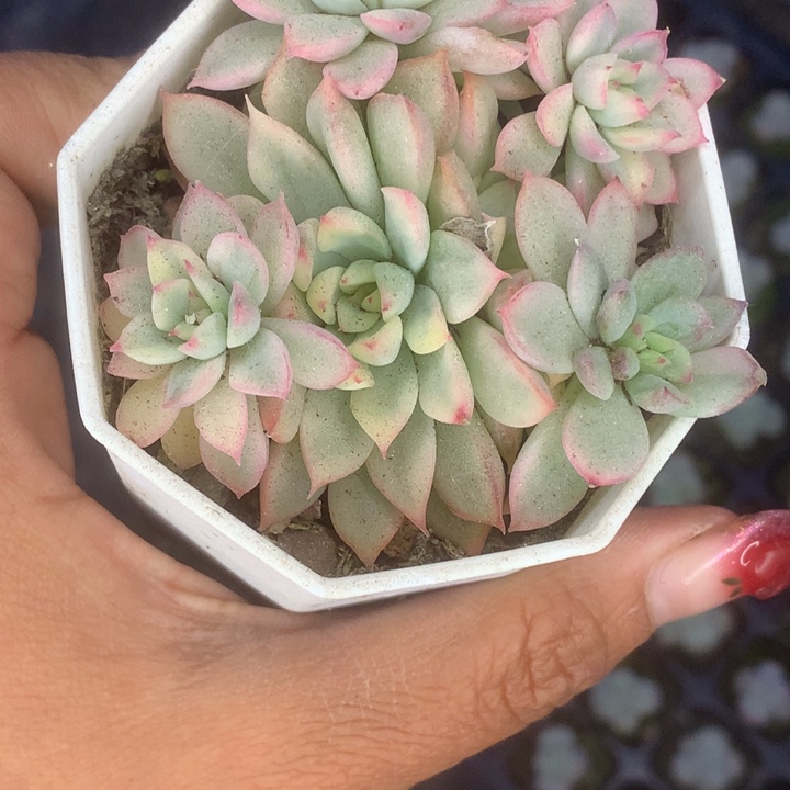 女雏锦。（满9.99包邮不满9.99发叶子）