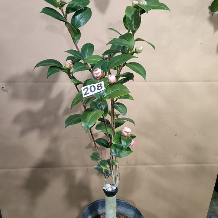 208葛蕾丝，斑水屋，原盆原土发货